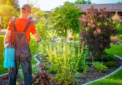 TRATTAMENTI ANTIPARASSITARI A BOLOGNA ED ANTIPARASSITARI NATURALI