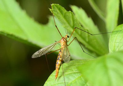 TRATTAMENTI NATURALI ANTI ZANZARE