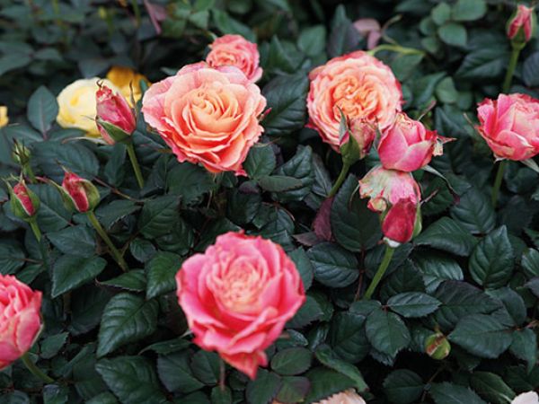 Installazione pergola a Bologna