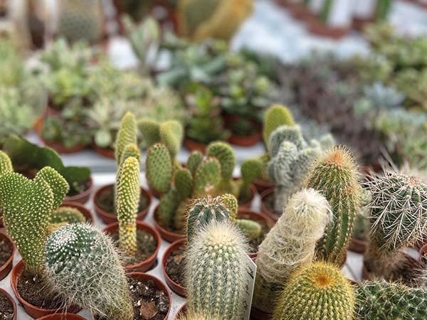 Installazione pergola a Bologna