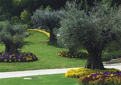 ULIVI DA GIARDINO A BOLOGNA