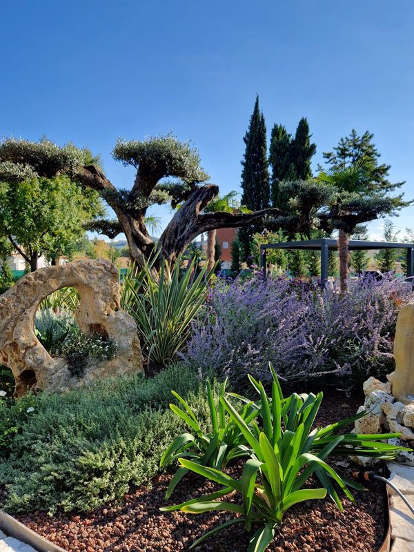 Realizzazione area living con ulivo secolare