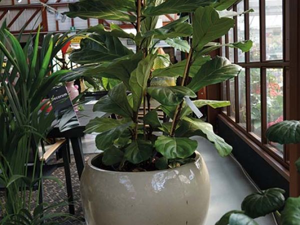 Installazione pergola a Bologna