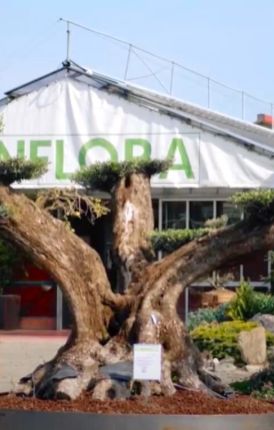 Benvenuti da Sinflora