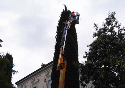 Potatura piante, siepi e alberi