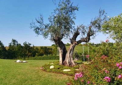 ULIVI DA GIARDINO A BOLOGNA