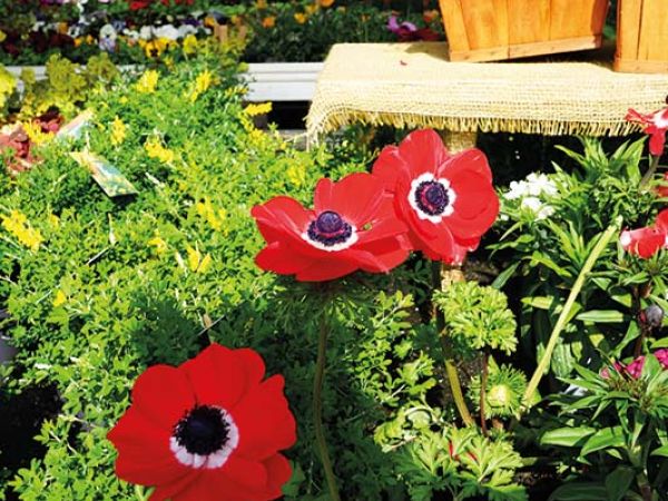 Installazione pergola a Bologna