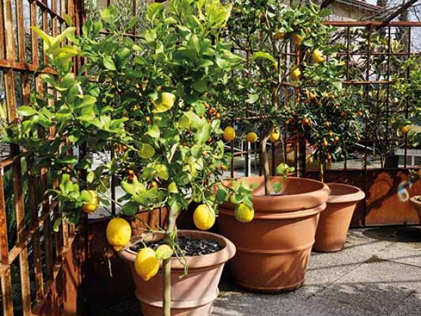 Installazione pergola a Bologna