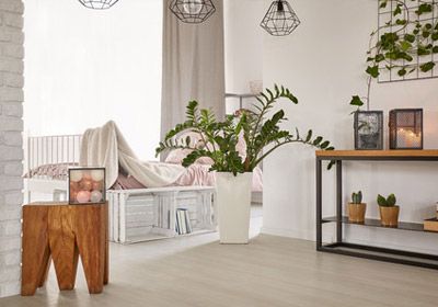 PIANTE DA ARREDAMENTO A BOLOGNA