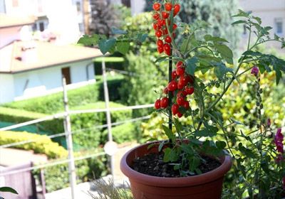 COME CREARE IL TUO ORTO IN TERRAZZA
