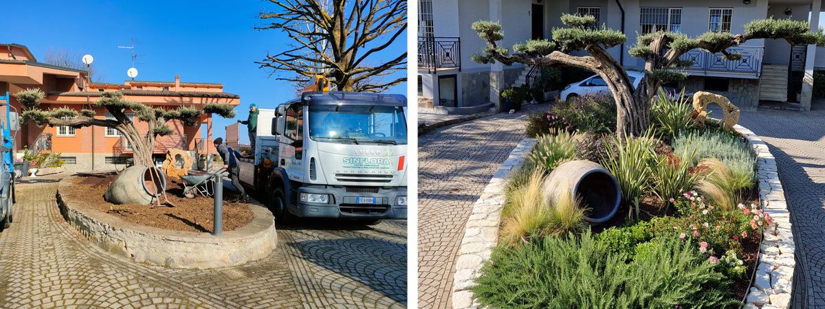 Realizzazione area living con ulivo secolare