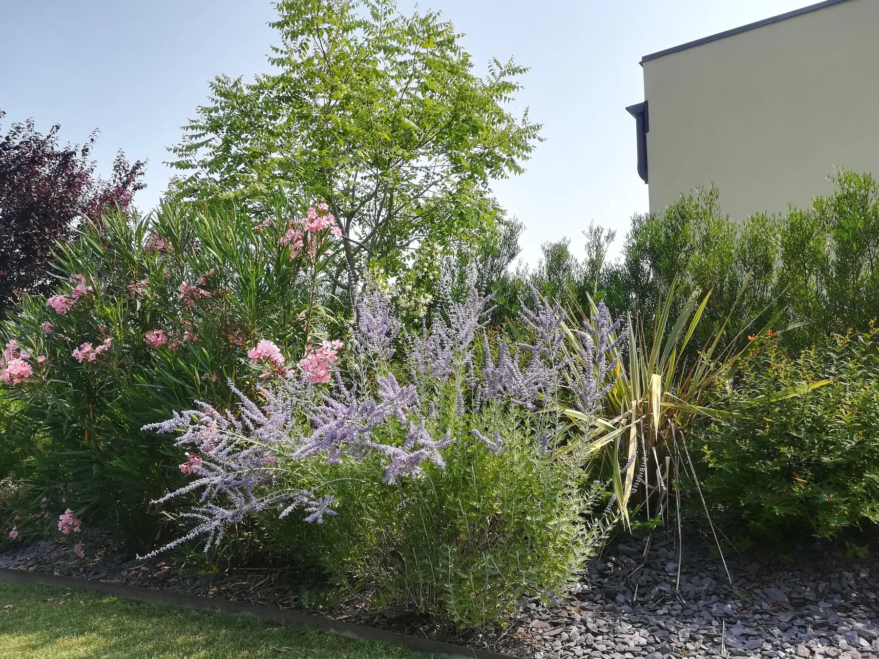 Bordura di arbusti in fiore rosa e lilla su scaglie d'ardesia, accanto a un phormium, con un albero dietro