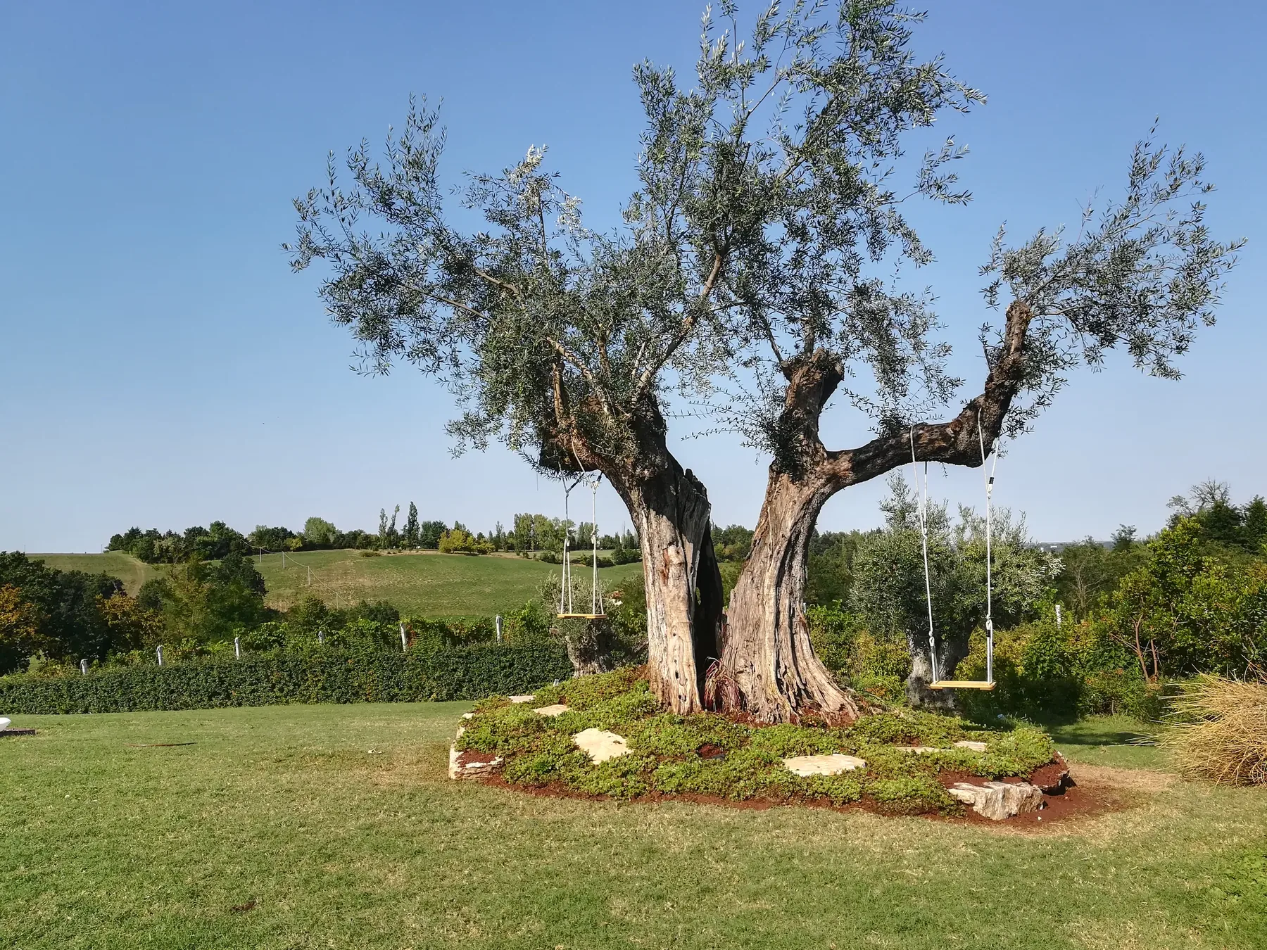 Grande ulivo a due tronchi con due altalene, su un'aiuola tonda nel prato, con le colline sul fondo