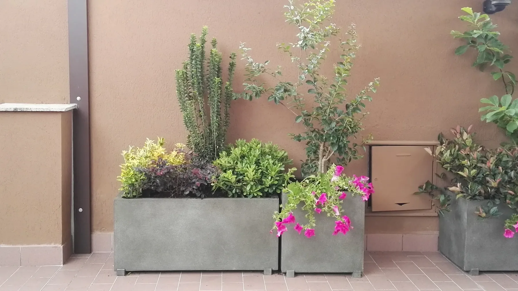 Fioriere in cemento grigio con arbusti, petunie fucsia e un alberello, lungo il muro di un terrazzo