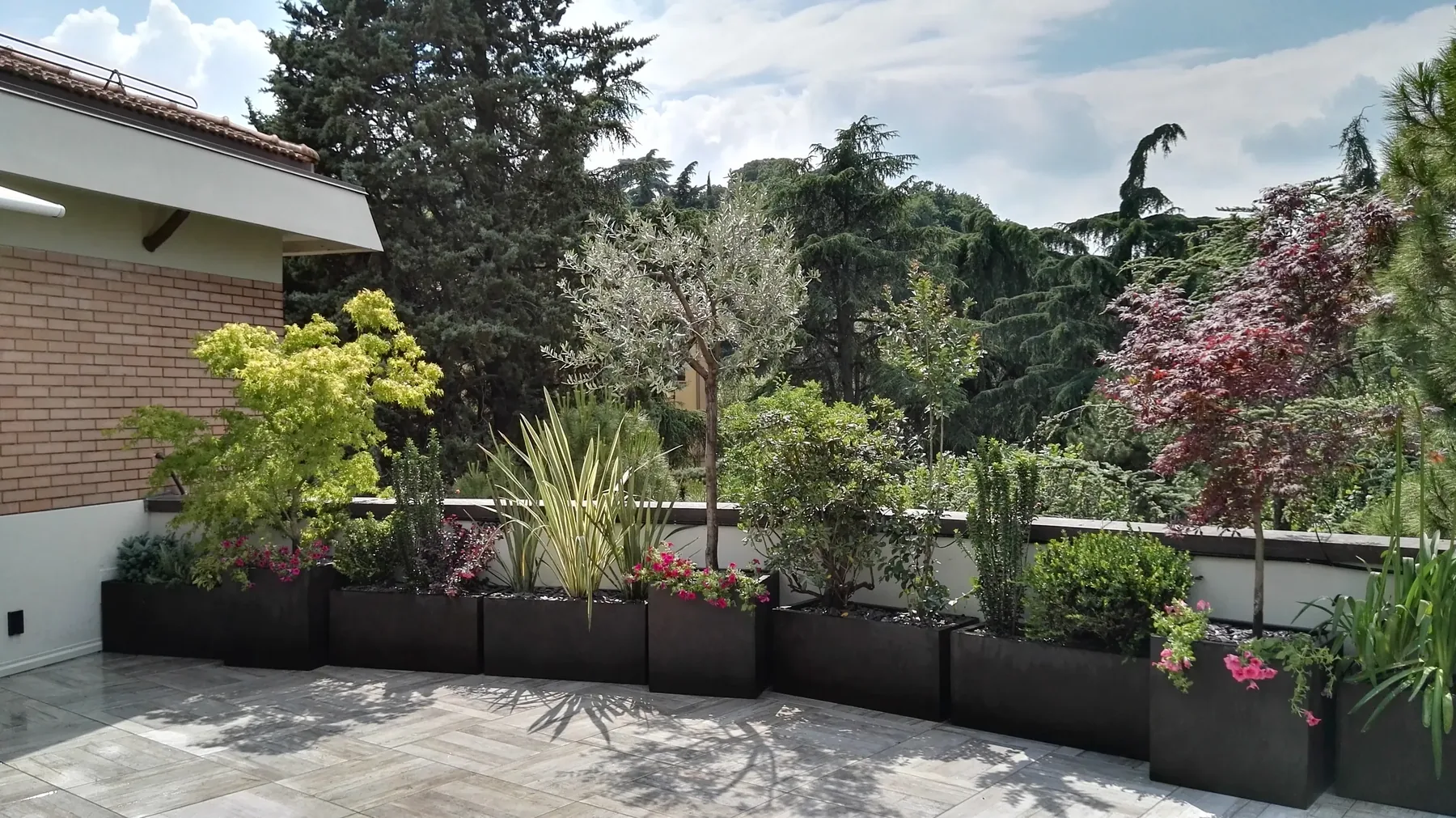 Fila di fioriere scure con aceri, un olivo, graminacee e fiori lungo il parapetto di un terrazzo, con grandi conifere alle spalle