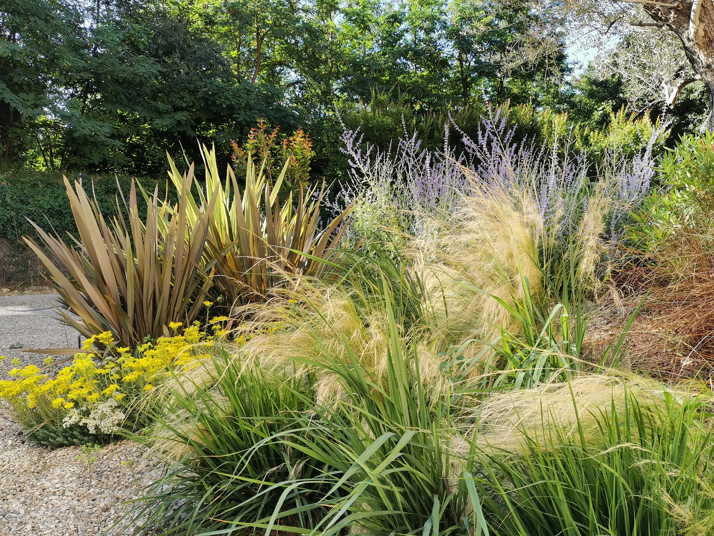 Bordura di phormium, graminacee piumose e perovskia in un giardino, con fiori gialli sul bordo di ghiaia