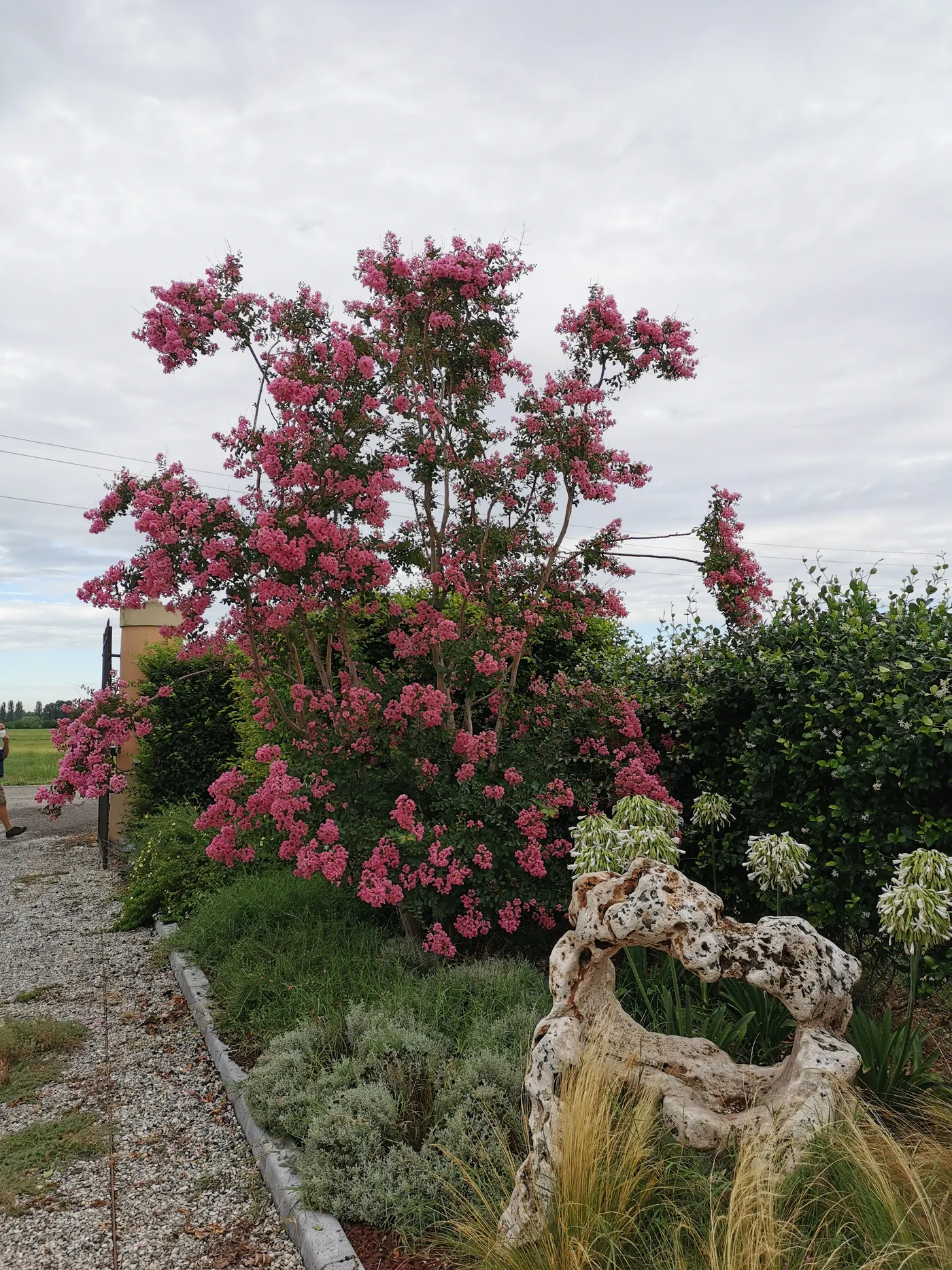 Lagerstroemia in fiore e graminacee lungo un vialetto di ghiaia chiuso da un cordolo, accanto a una grande pietra forata