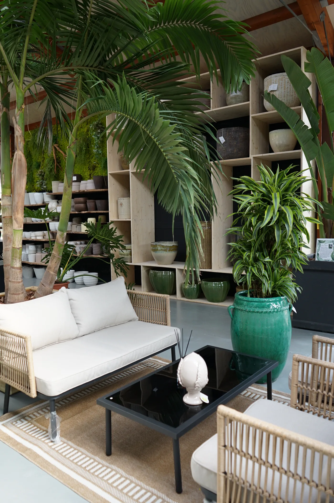 Salottino nella serra con divano in corda intrecciata e cuscini bianchi, tavolino nero, palme alte, una dracena in un vaso verde smaltato e una libreria di vasi