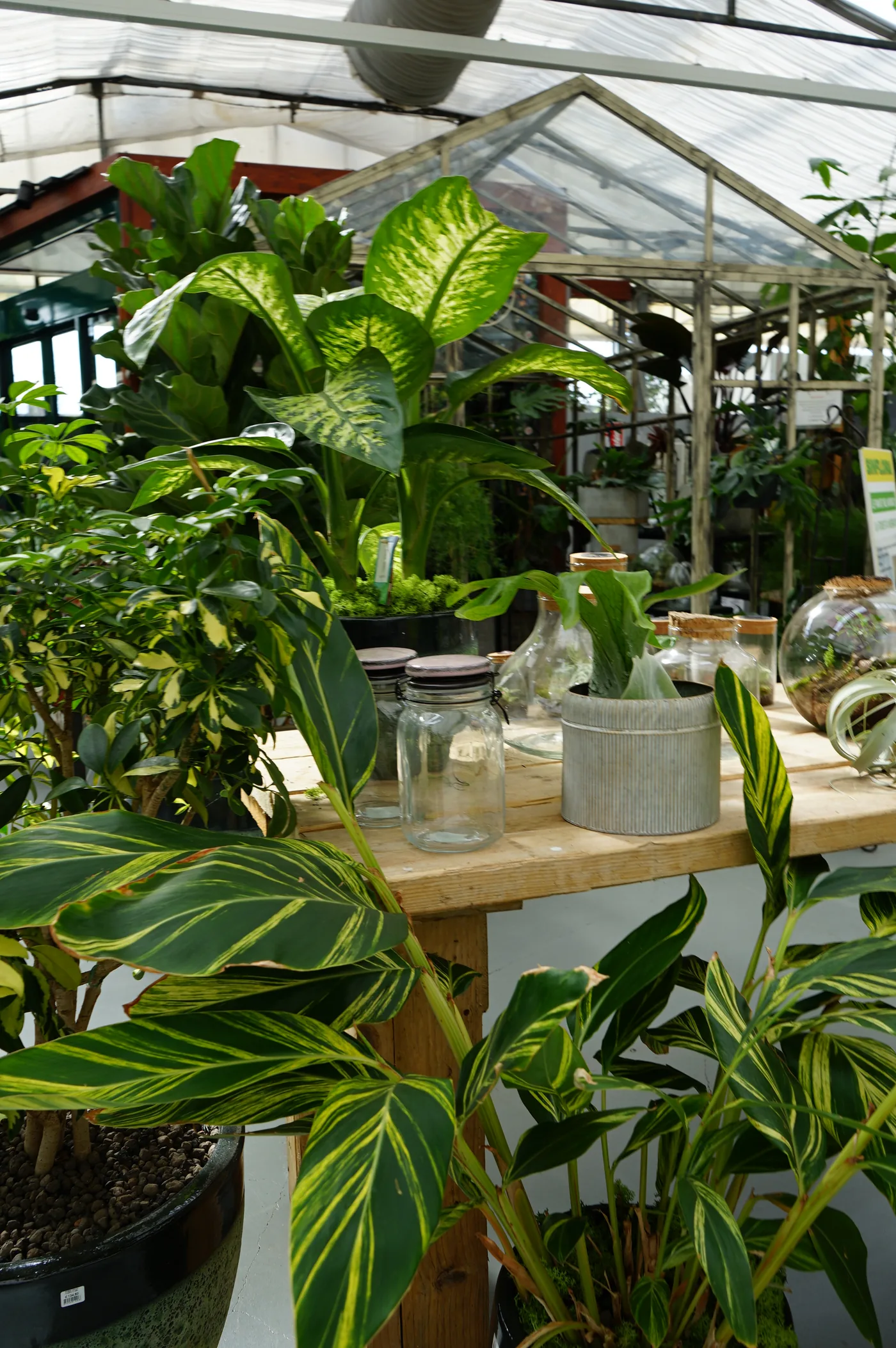 Banco di piante tropicali a foglia larga e striata sotto la serra, con barattoli e terrari di vetro e un vaso di zinco sul tavolo di legno
