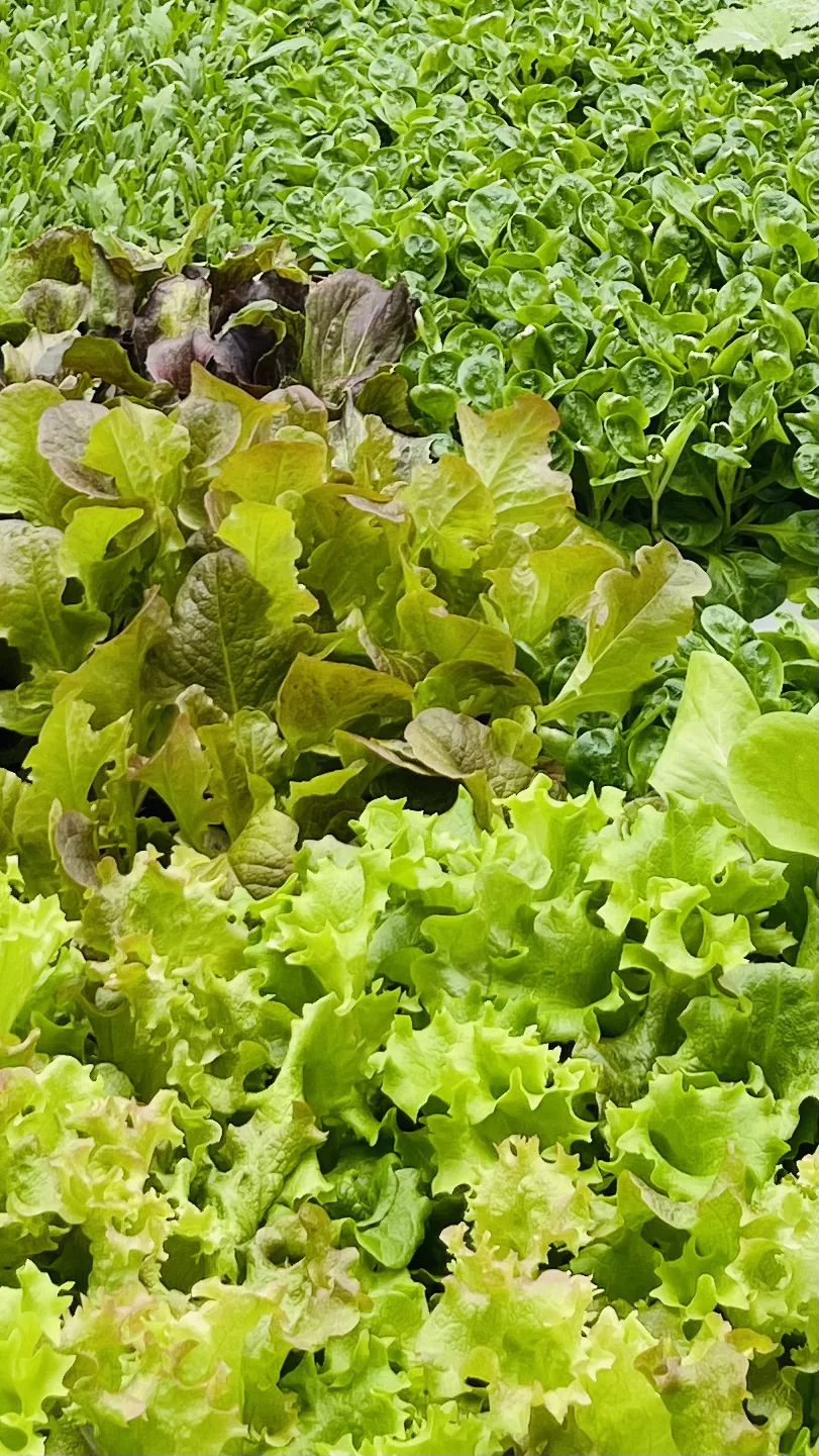 Piantine di insalata di più varietà, verdi e rossastre, fitte una accanto all'altra