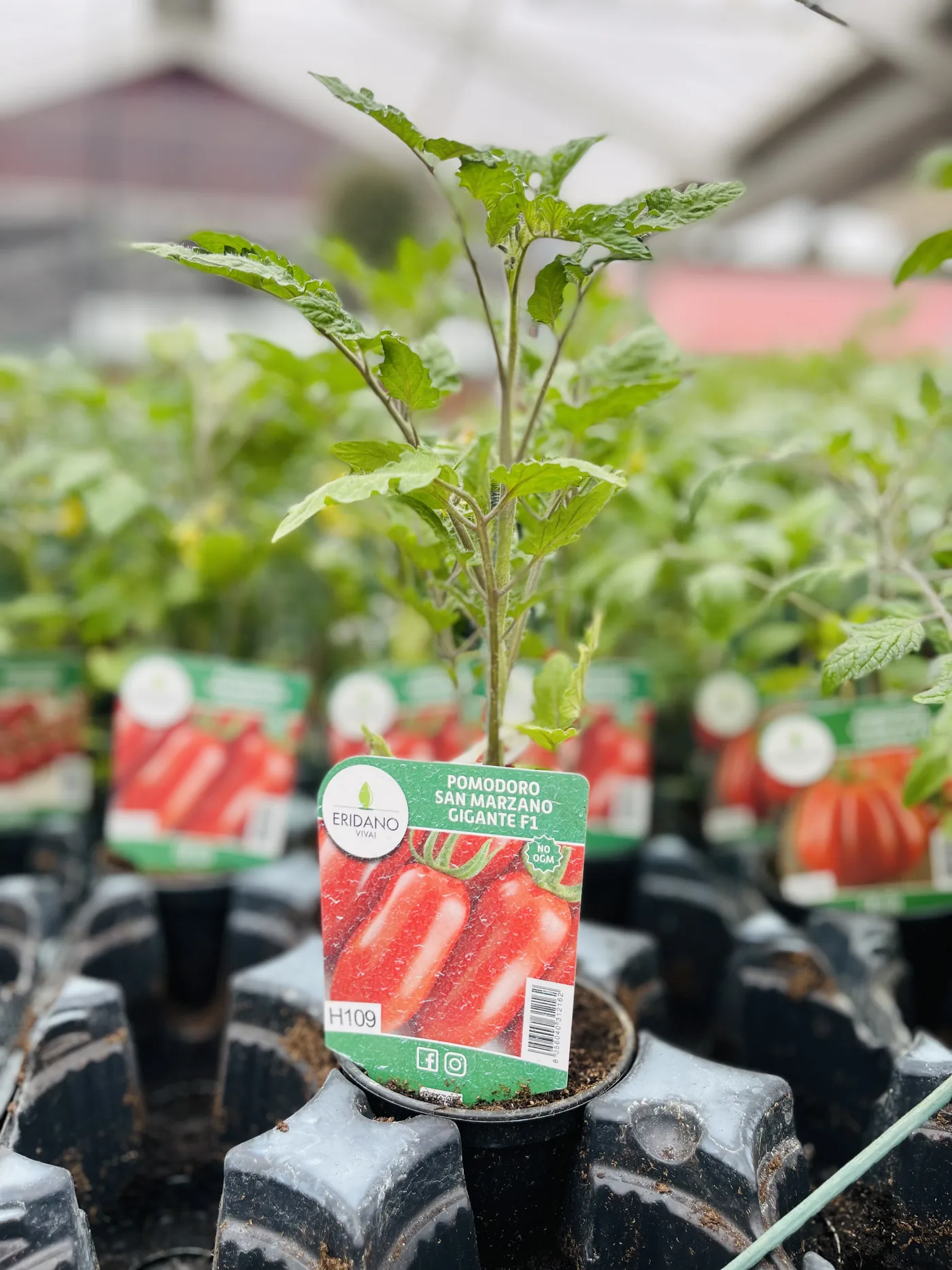 Piantina di pomodoro in vaso nero con il cartellino, fra le altre piantine sotto la serra