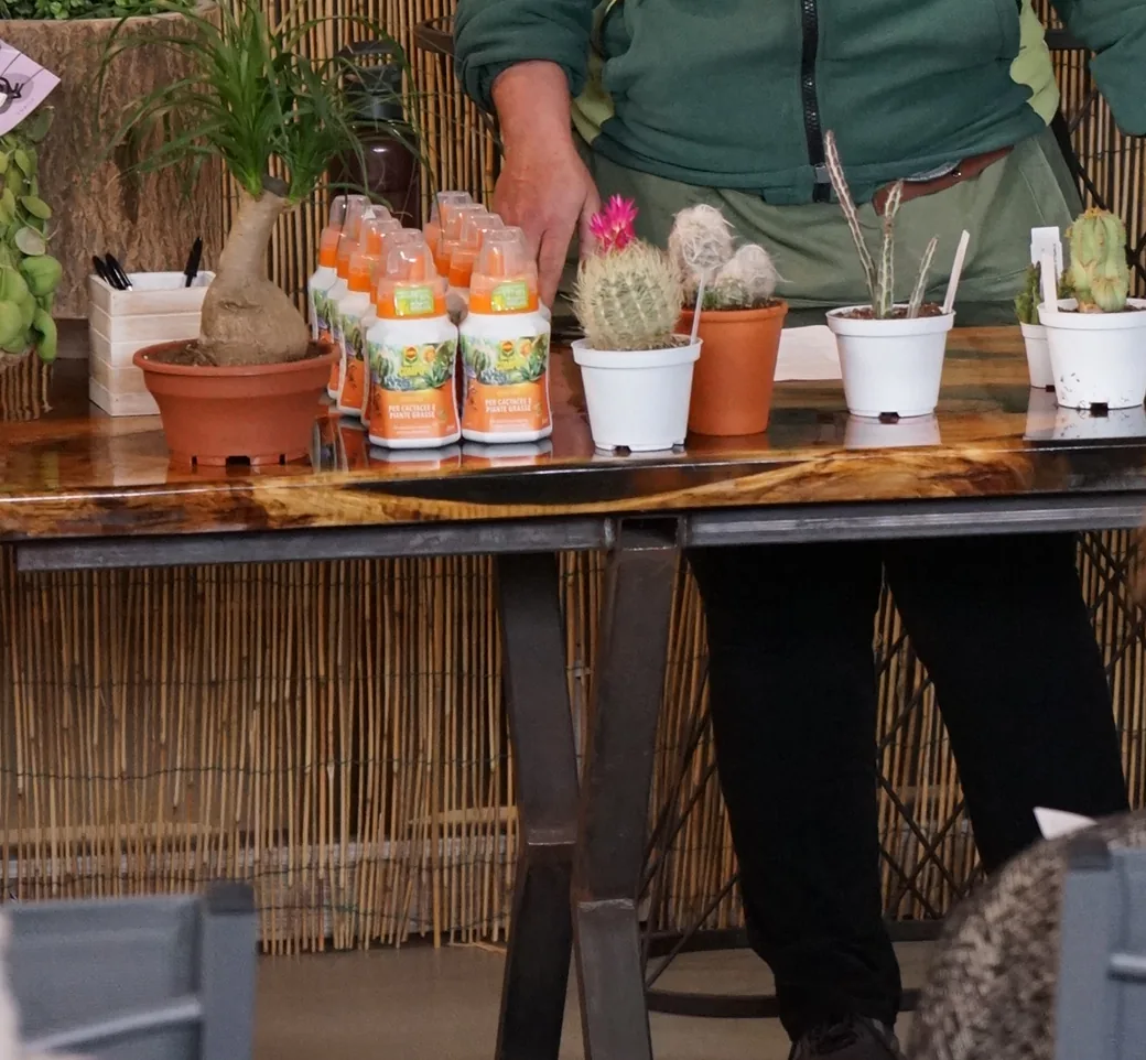Il tavolo del corso con una pianta dal fusto rigonfio in vaso di terracotta, flaconi per cactacee e cactus in vasetto, uno con un fiore fucsia