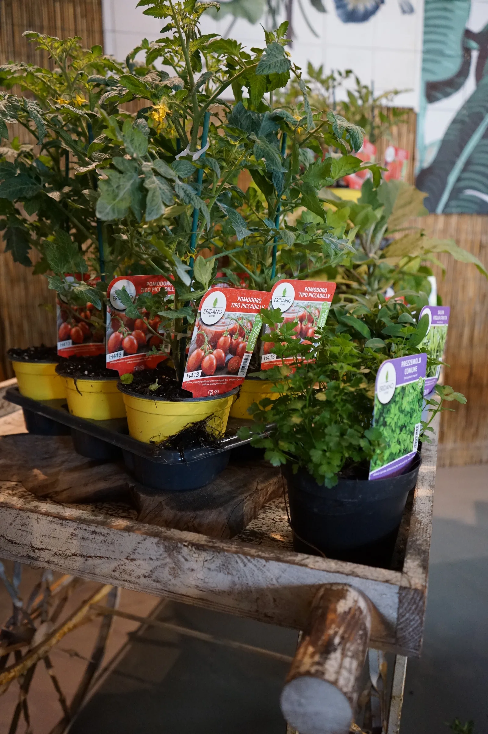 Piantine di pomodoro in vasetti gialli con i cartellini che mostrano i frutti rossi, su un ripiano di legno