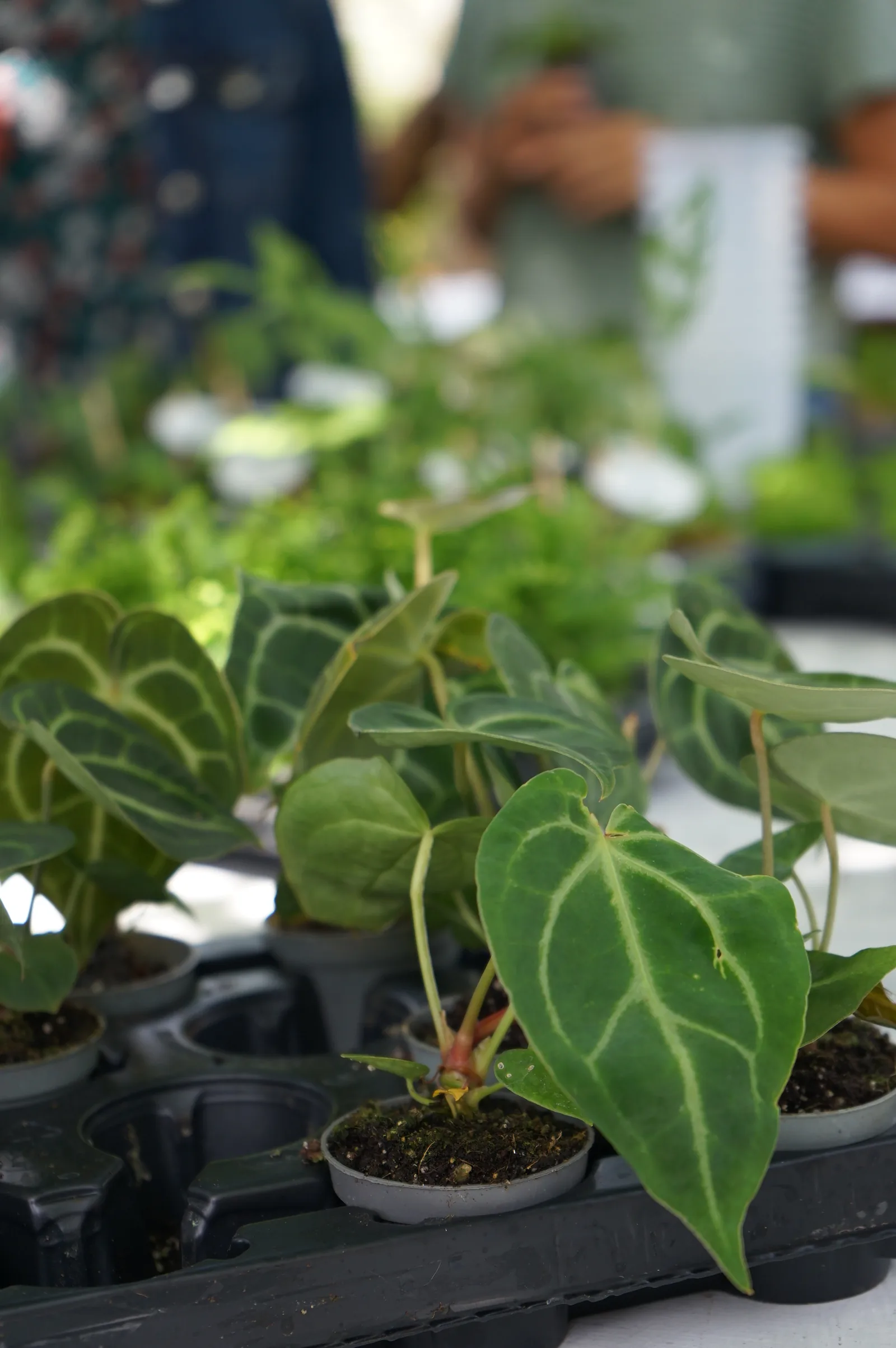 Anthurium dalle foglie vellutate con le venature chiare, nei vasetti sul vassoio