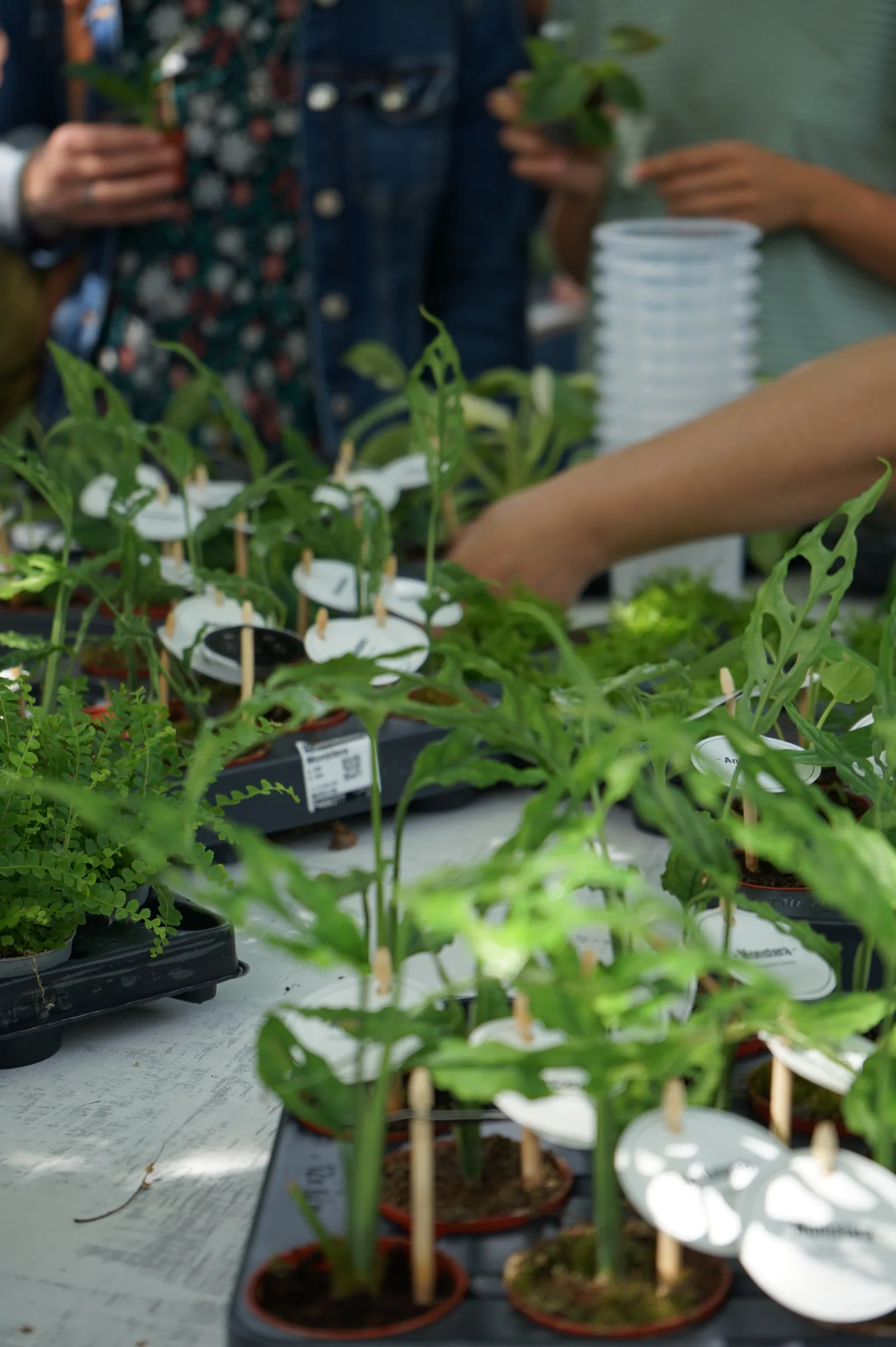 Piantine di monstera in vasetto con i tutori di legno e i cartellini tondi, sui vassoi del tavolo, con le persone intorno