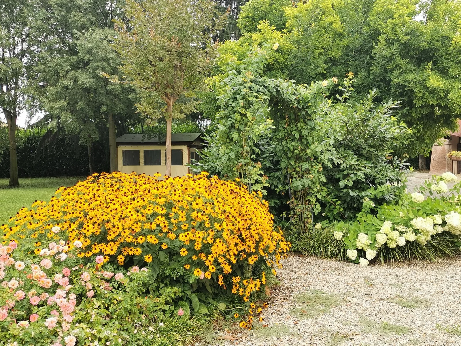 Cespugli di rudbeckie gialle e rose rosa chiaro al bordo di un vialetto di ghiaia, con alberi e una casetta di legno sullo sfondo