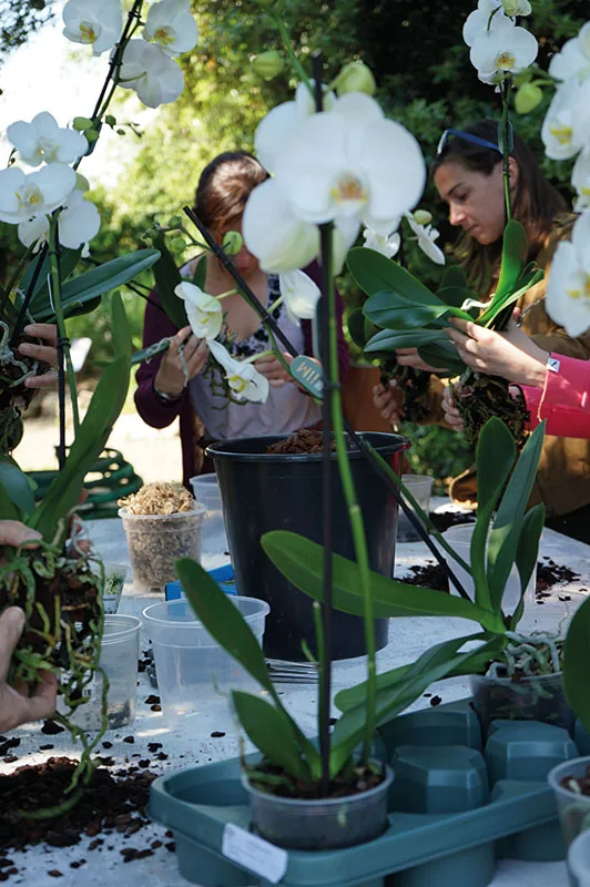 Due partecipanti rinvasano orchidee phalaenopsis bianche sul tavolo, fra vasetti trasparenti, un vaso nero e vassoi verdi