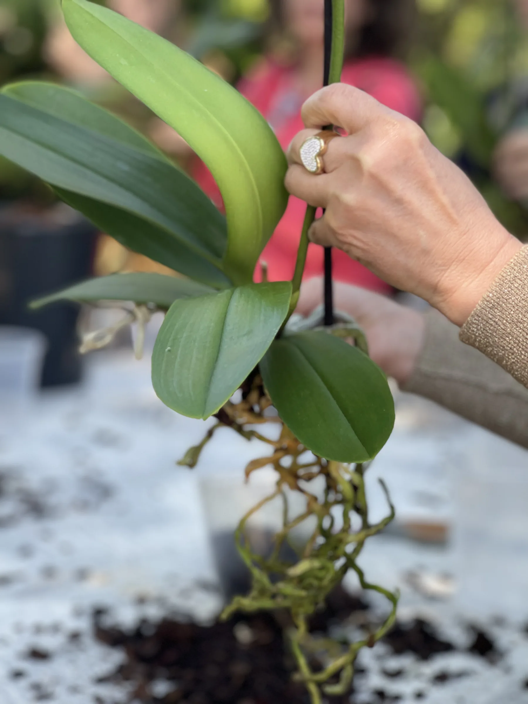 Un'orchidea tolta dal vaso e tenuta per lo stelo col tutore, con le radici libere sopra il tavolo sporco di terriccio