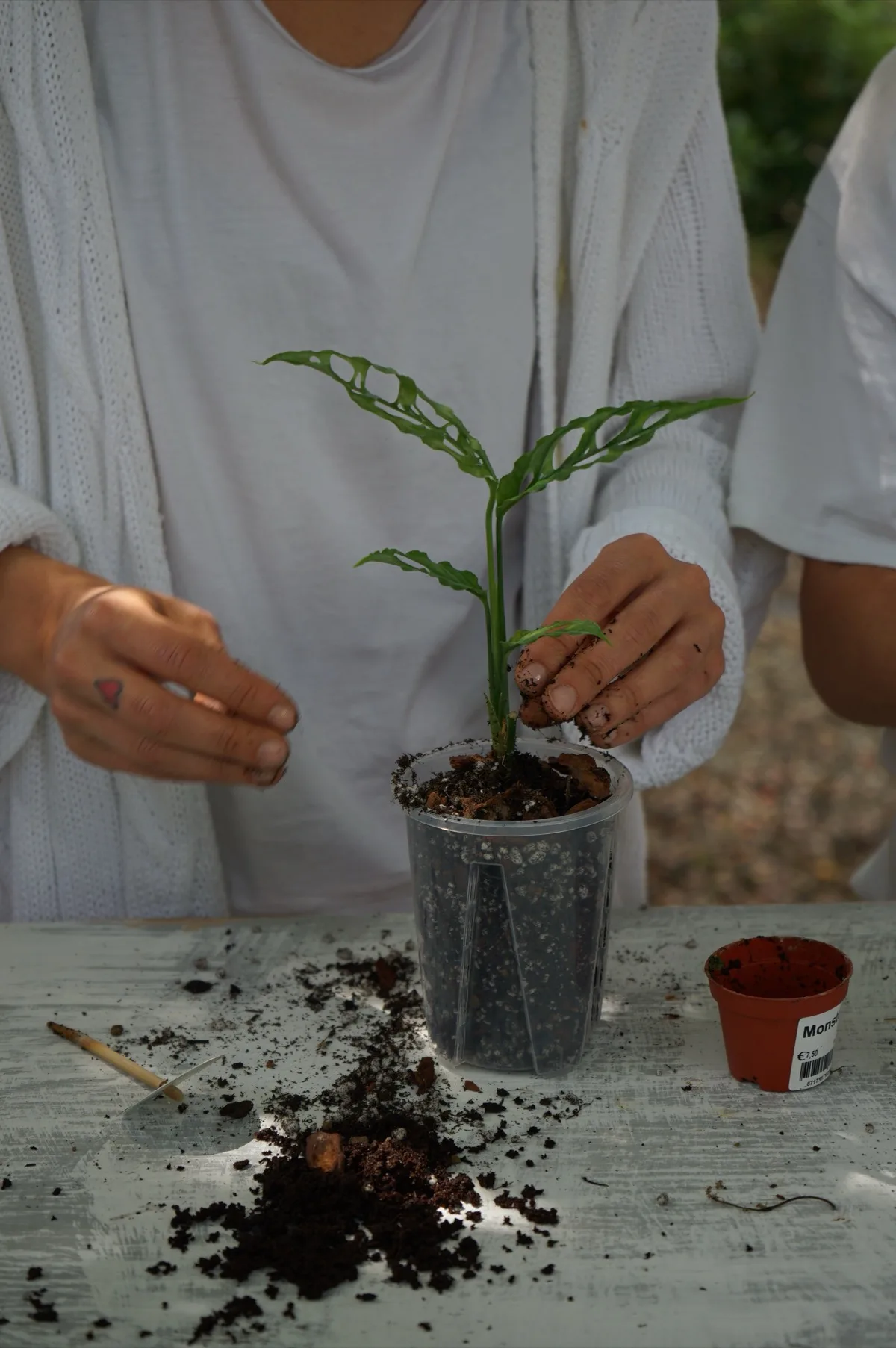 Mani che sistemano una monstera adansonii in un vaso trasparente, con paletta di legno e terriccio sul tavolo