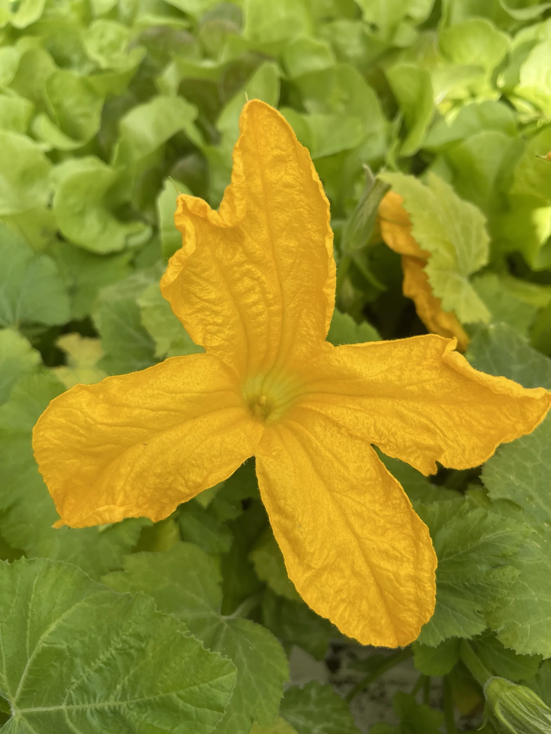 Fiore giallo di zucchina aperto fra le foglie verdi della pianta