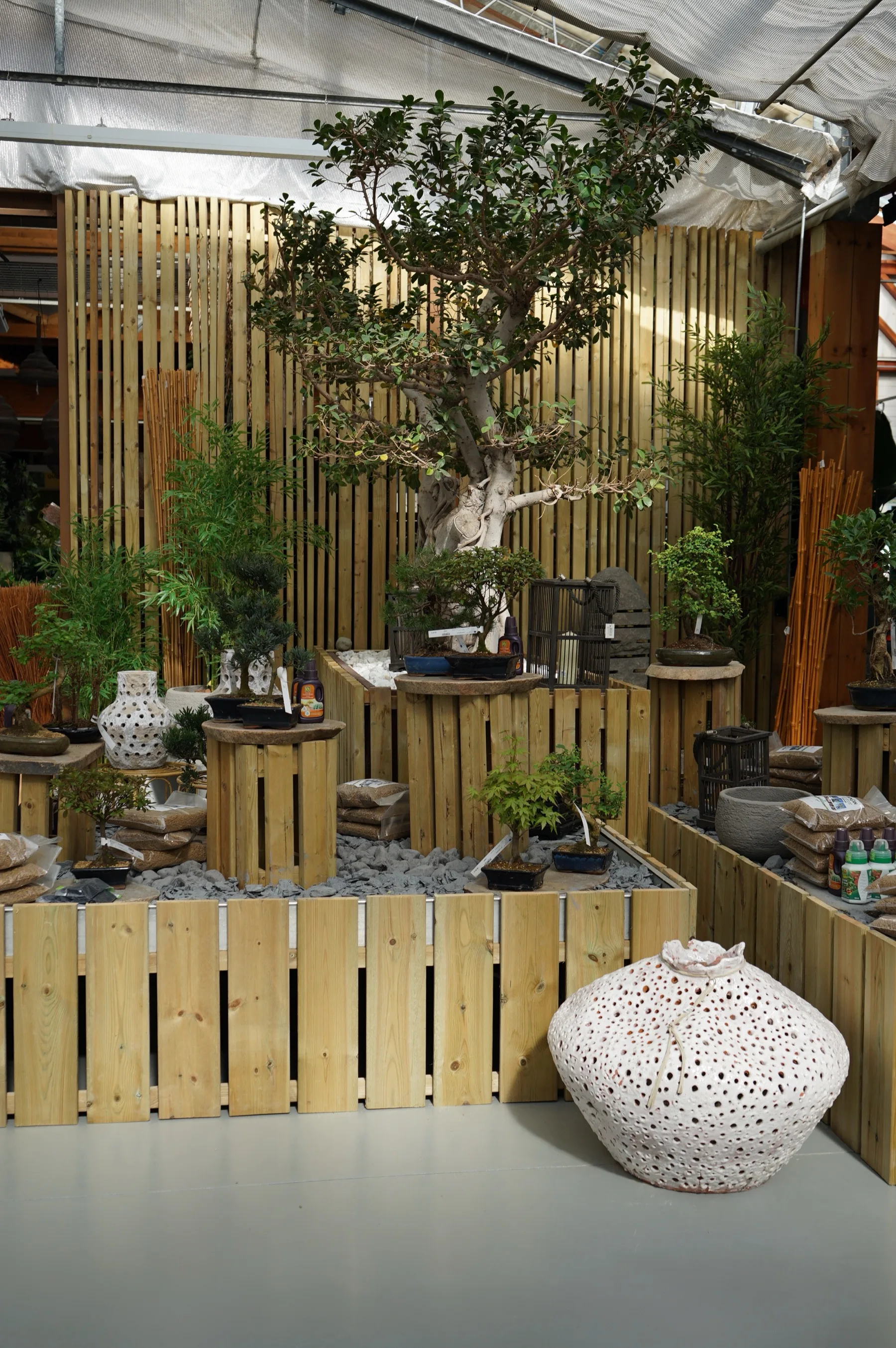 Il reparto dei bonsai sotto la serra: bonsai su piedistalli di legno e un grande albero potato su una pedana di doghe, con un vaso traforato bianco