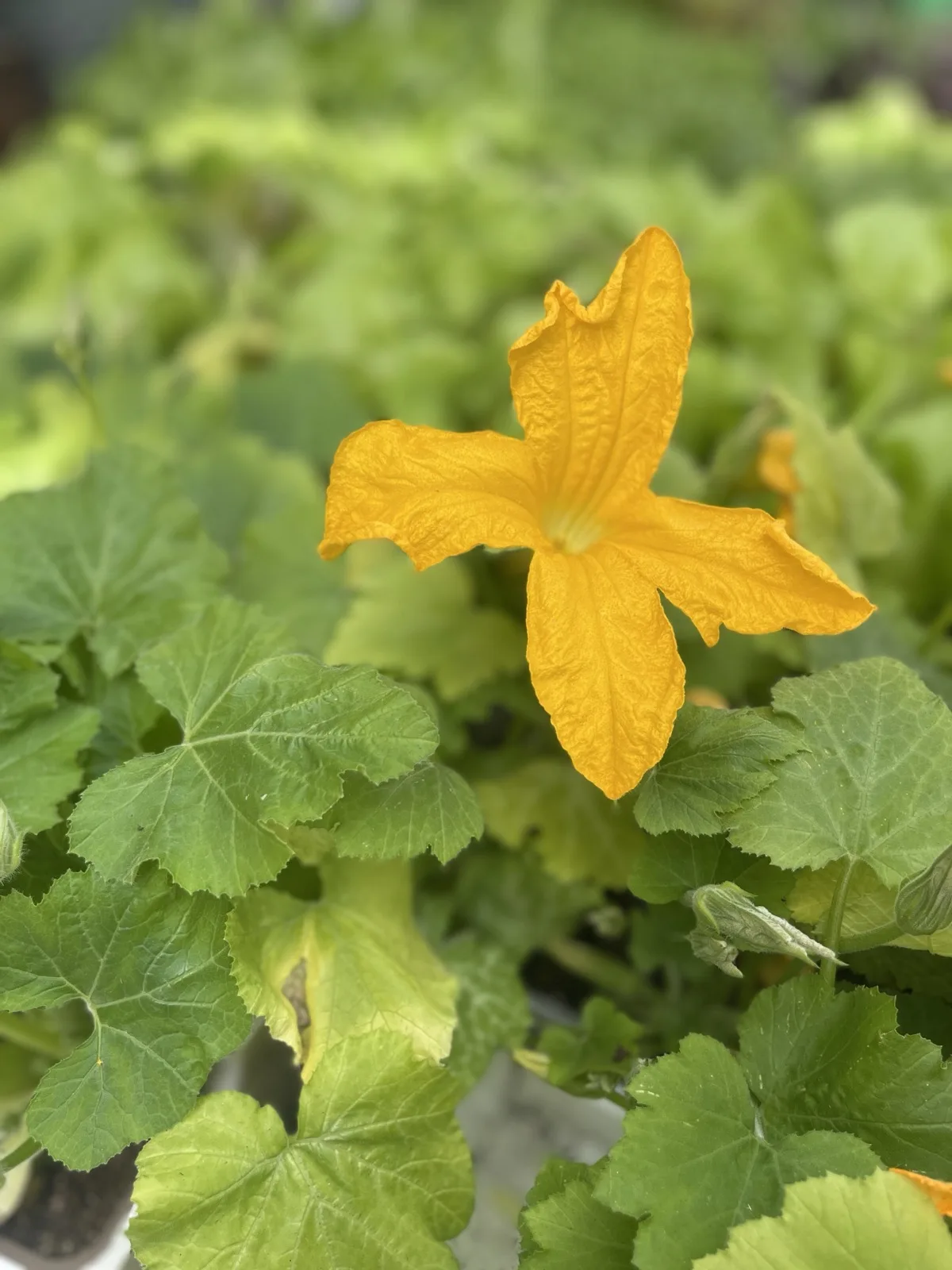 Un fiore giallo di zucchina aperto fra le foglie verdi della pianta