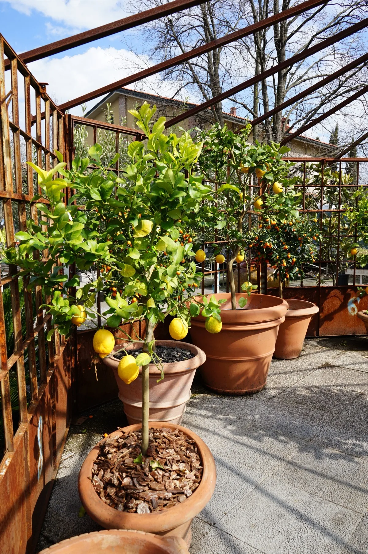 Limoni e agrumi dai piccoli frutti arancioni in vasi di terracotta sotto la pergola in ferro, all'aperto, con cielo sereno