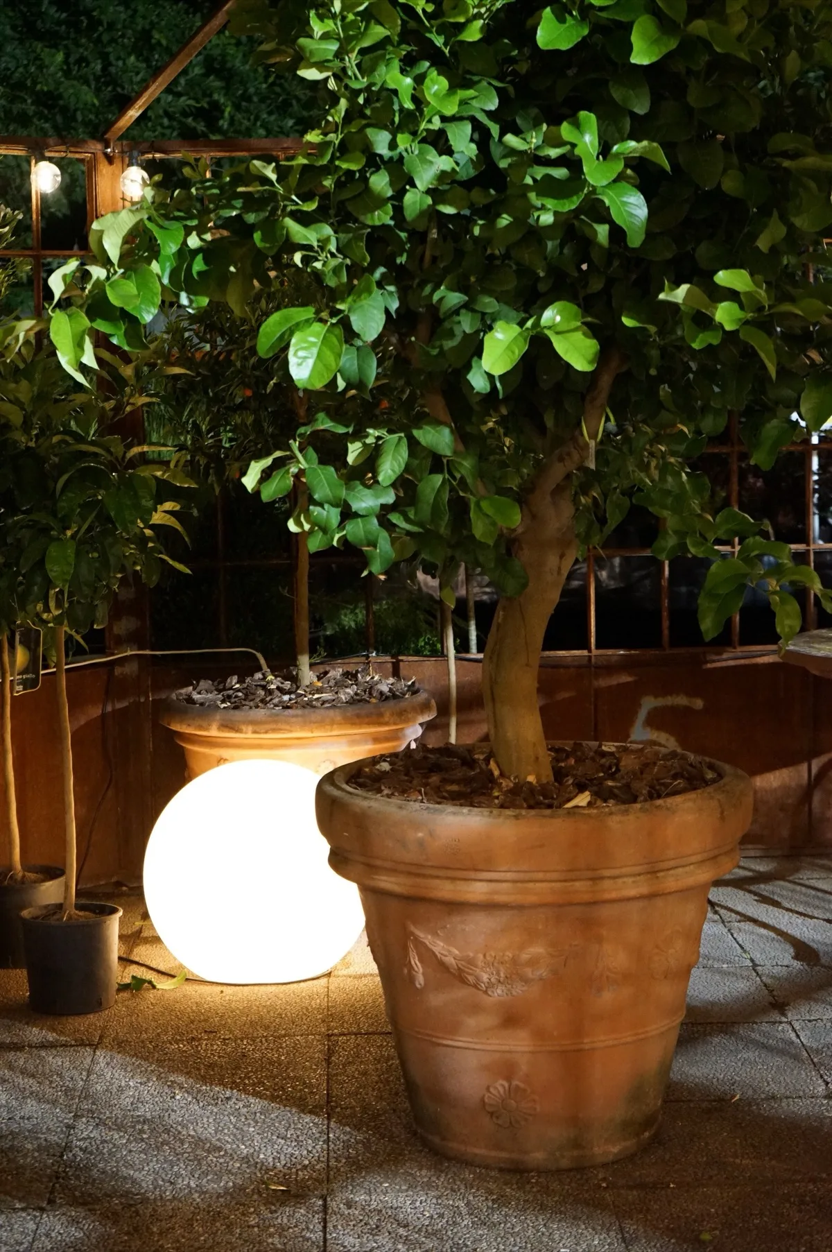 Alberello dalle foglie lucide in un grande vaso di terracotta decorato, illuminato di sera da una sfera luminosa appoggiata a terra