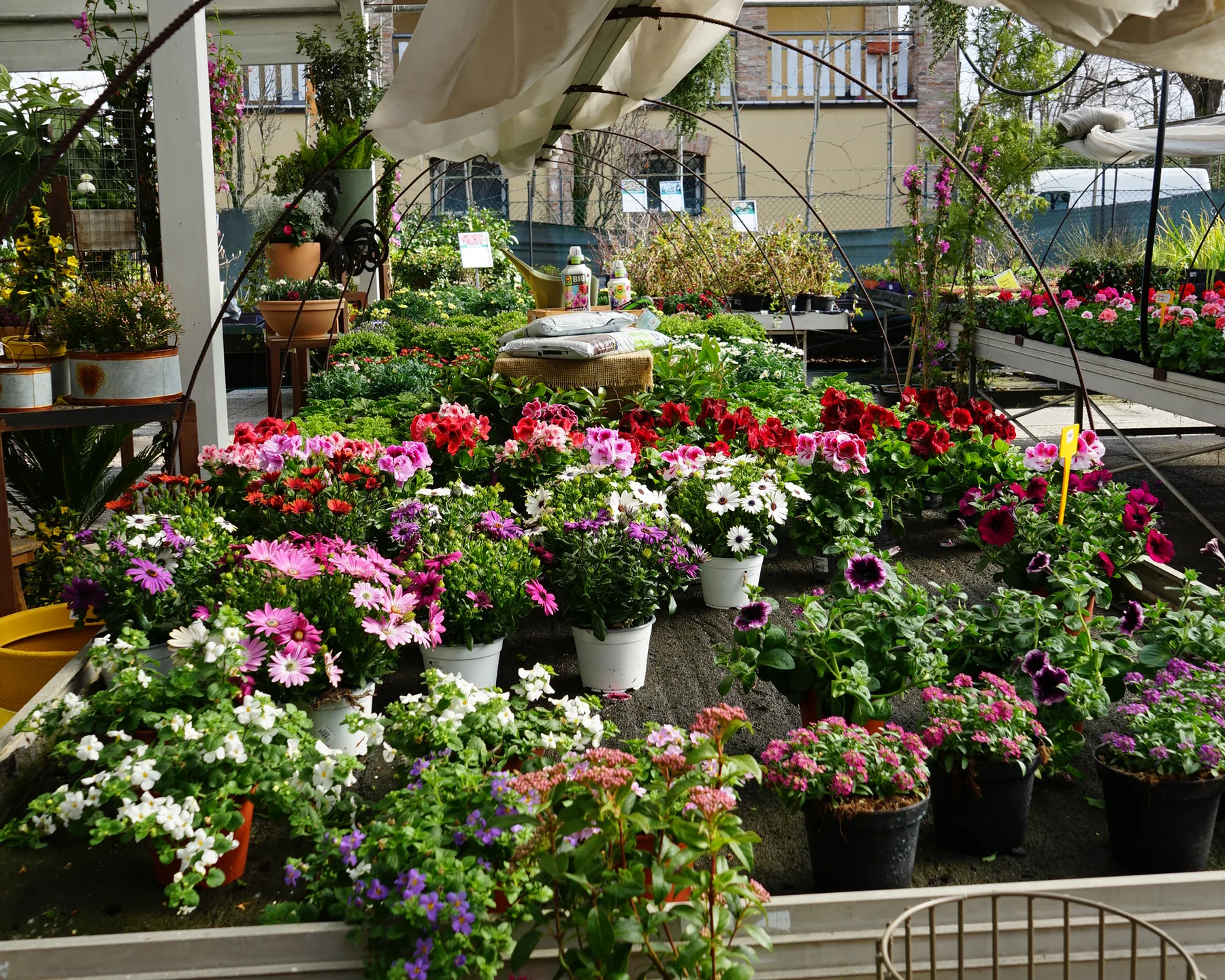I banchi delle fioriture sotto la pergola del garden, carichi di vasi di gerani, margherite e osteospermum rosa, bianchi e viola