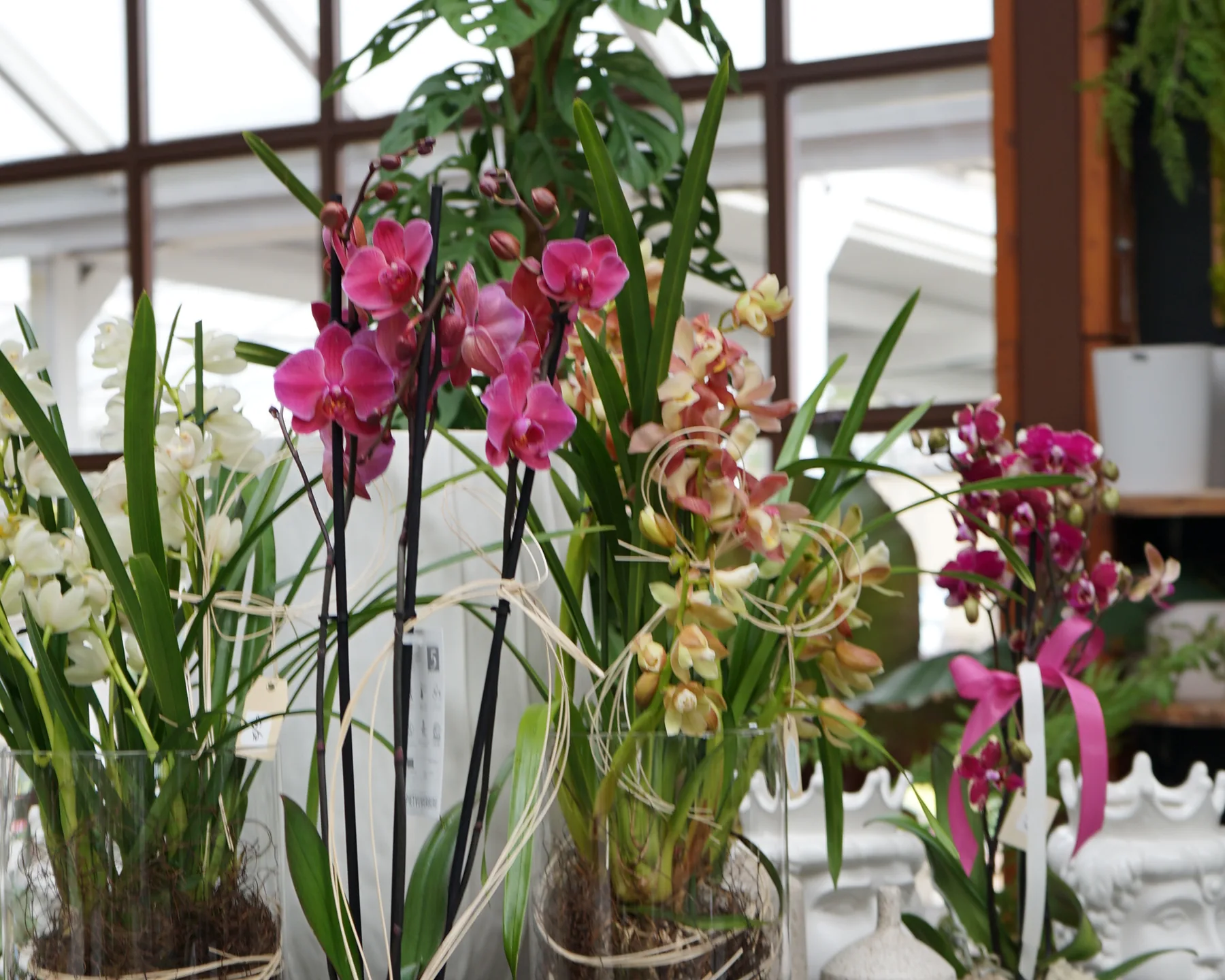 Orchidee phalaenopsis fucsia e cymbidium bianchi e color pesca in vasi di vetro, legate con fili di rafia, sotto la vetrata della serra