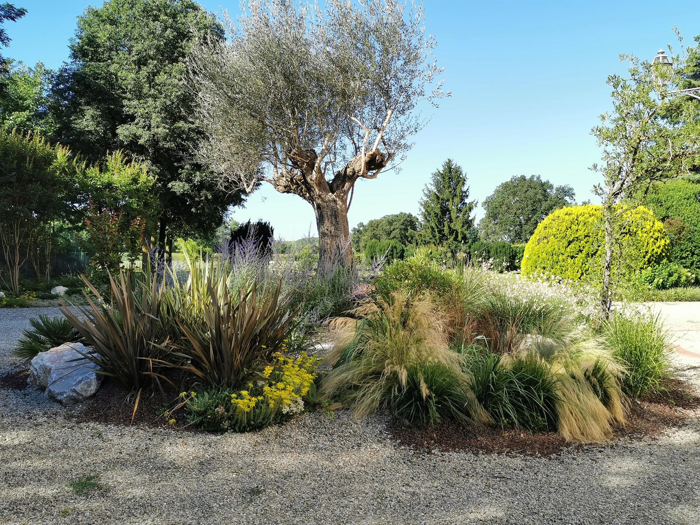 Aiuola con un grande olivo, graminacee, phormium e fiori gialli, circondata dalla ghiaia
