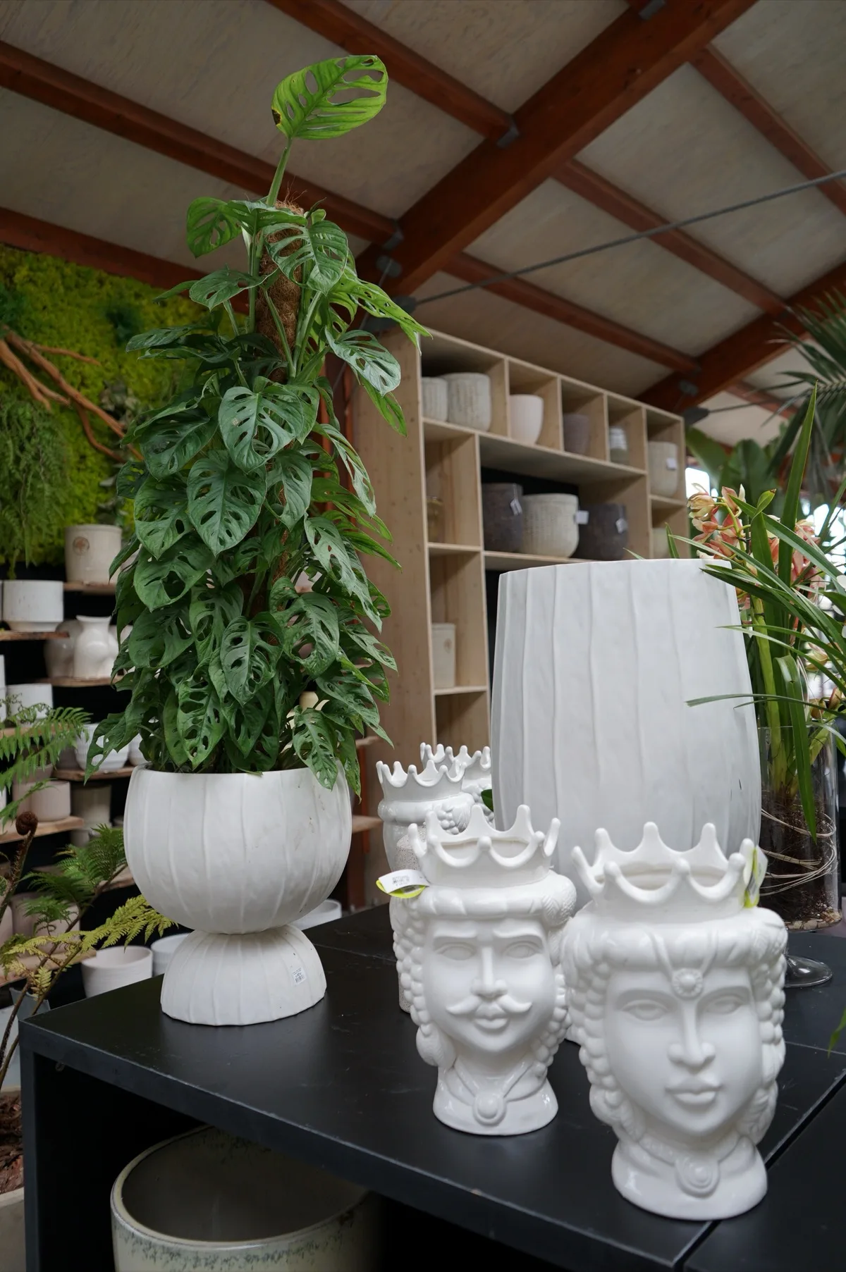 Monstera adansonii su tutore in fibra di cocco in un vaso bianco a coste, accanto a teste di moro in ceramica bianca