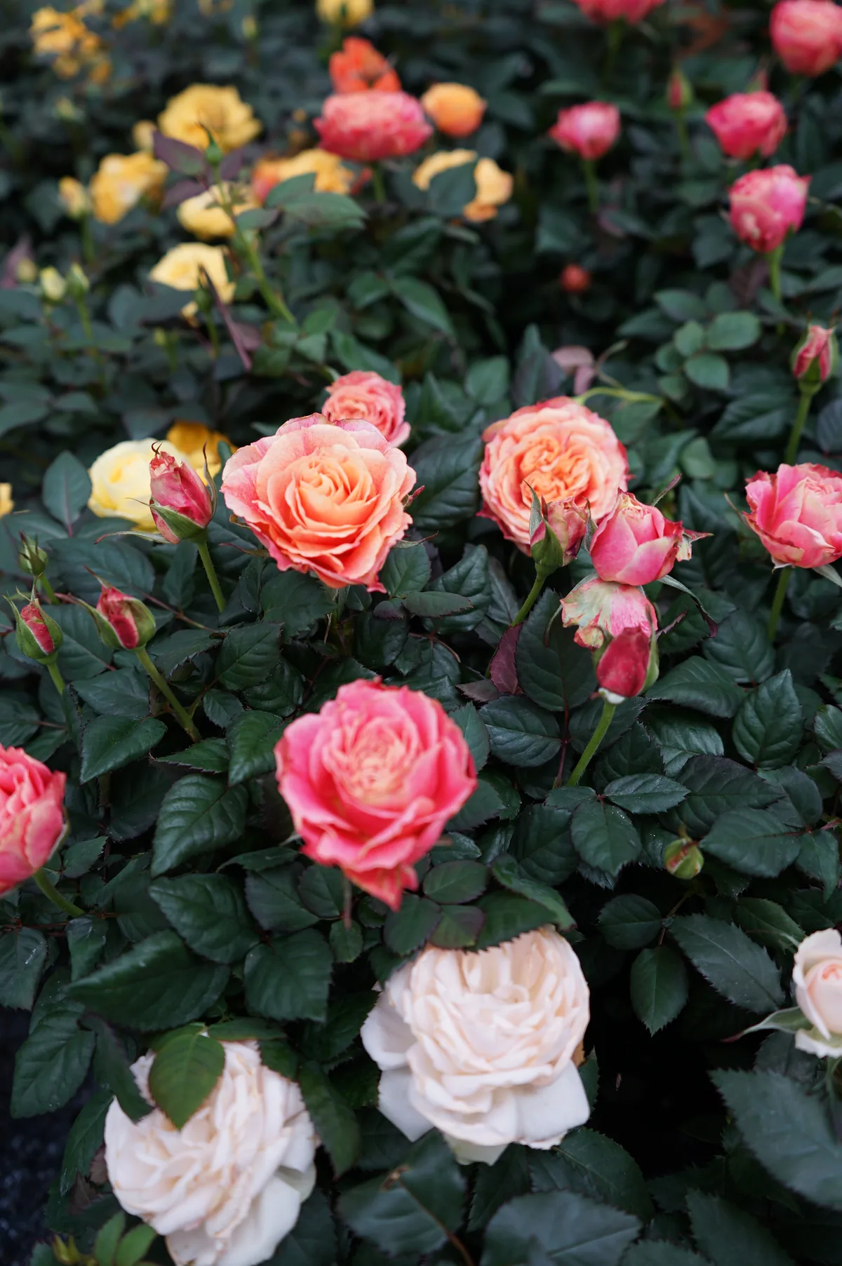 Roselline fiorite rosa, pesca, gialle e color crema, fitte fra le foglie scure