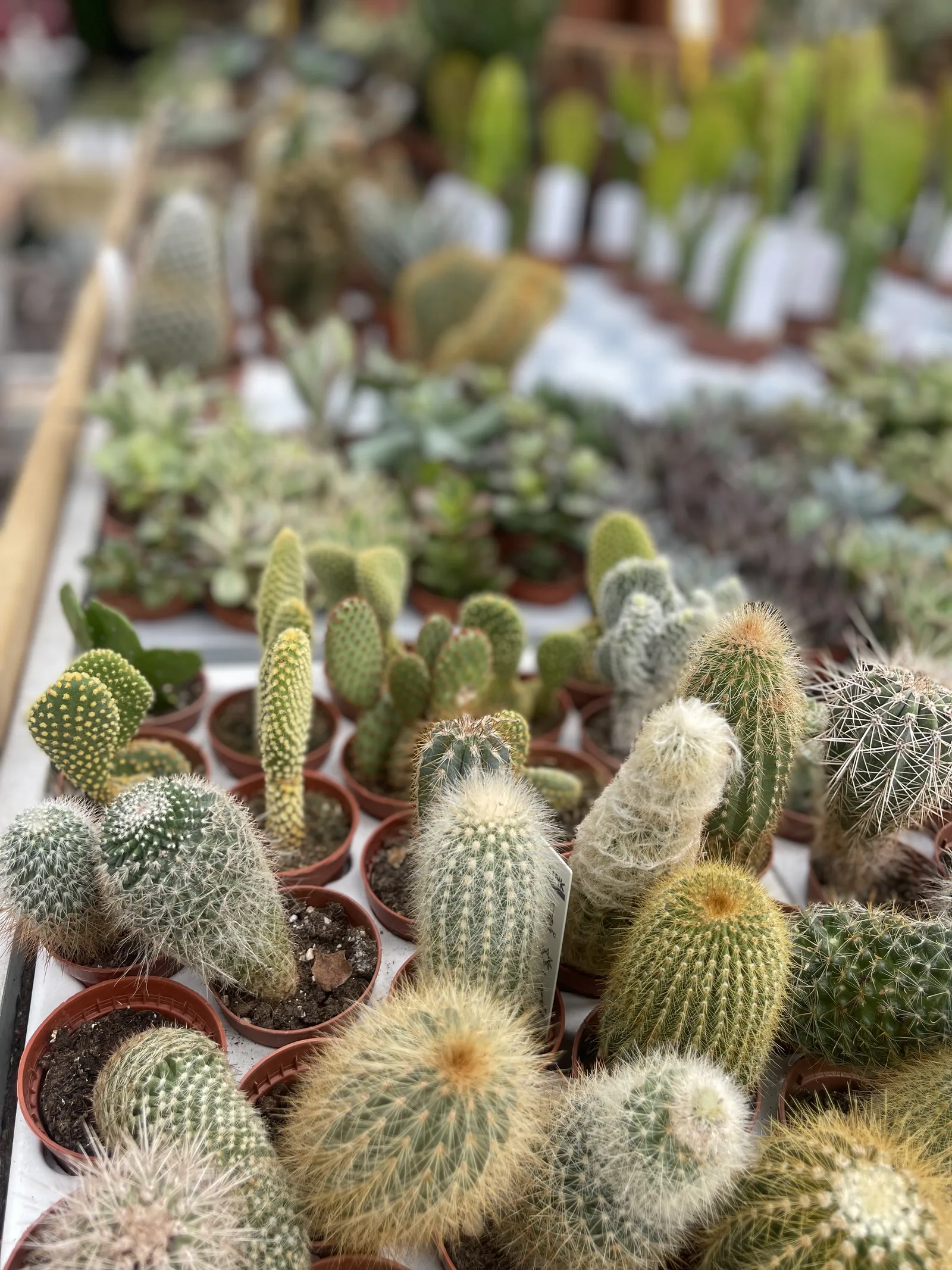 Distesa di cactus e piante grasse in vasetti color cotto sul banco