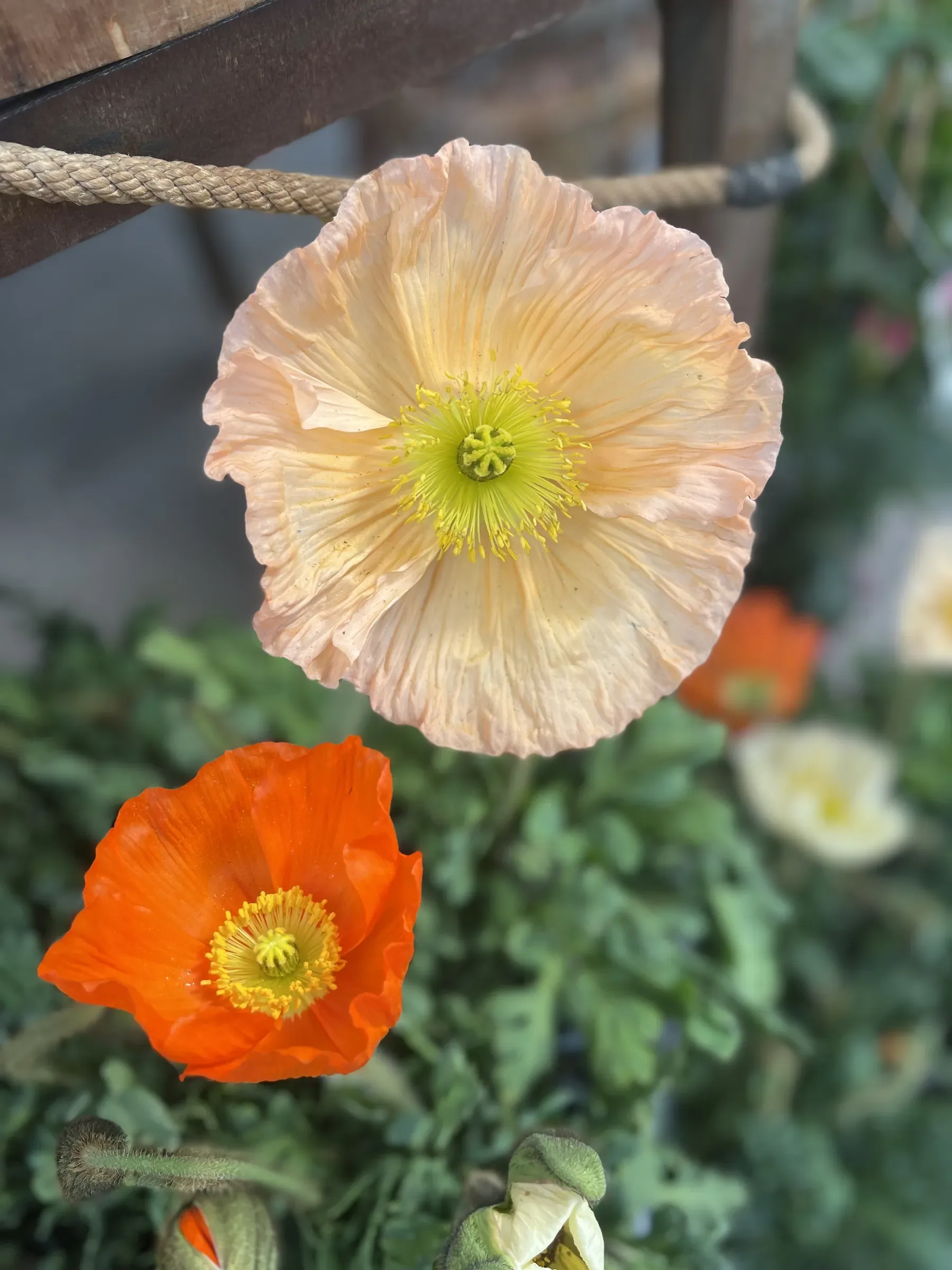 Due papaveri aperti, uno color pesca e uno arancio, sopra le foglie, con altri fiori sfocati sullo sfondo