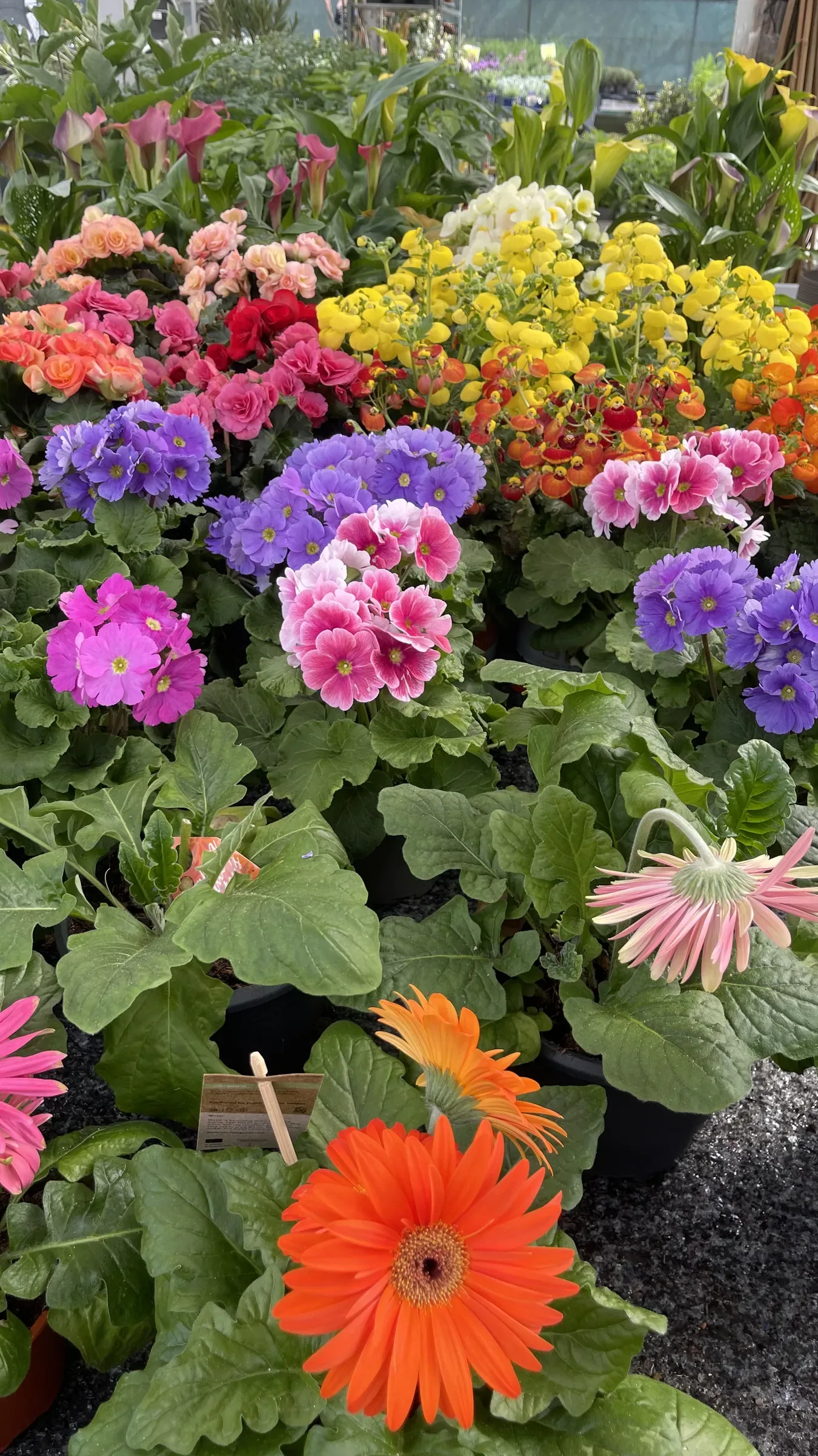 Banco fiorito con gerbere arancioni e rosa, primule viola e rosa e fiori gialli
