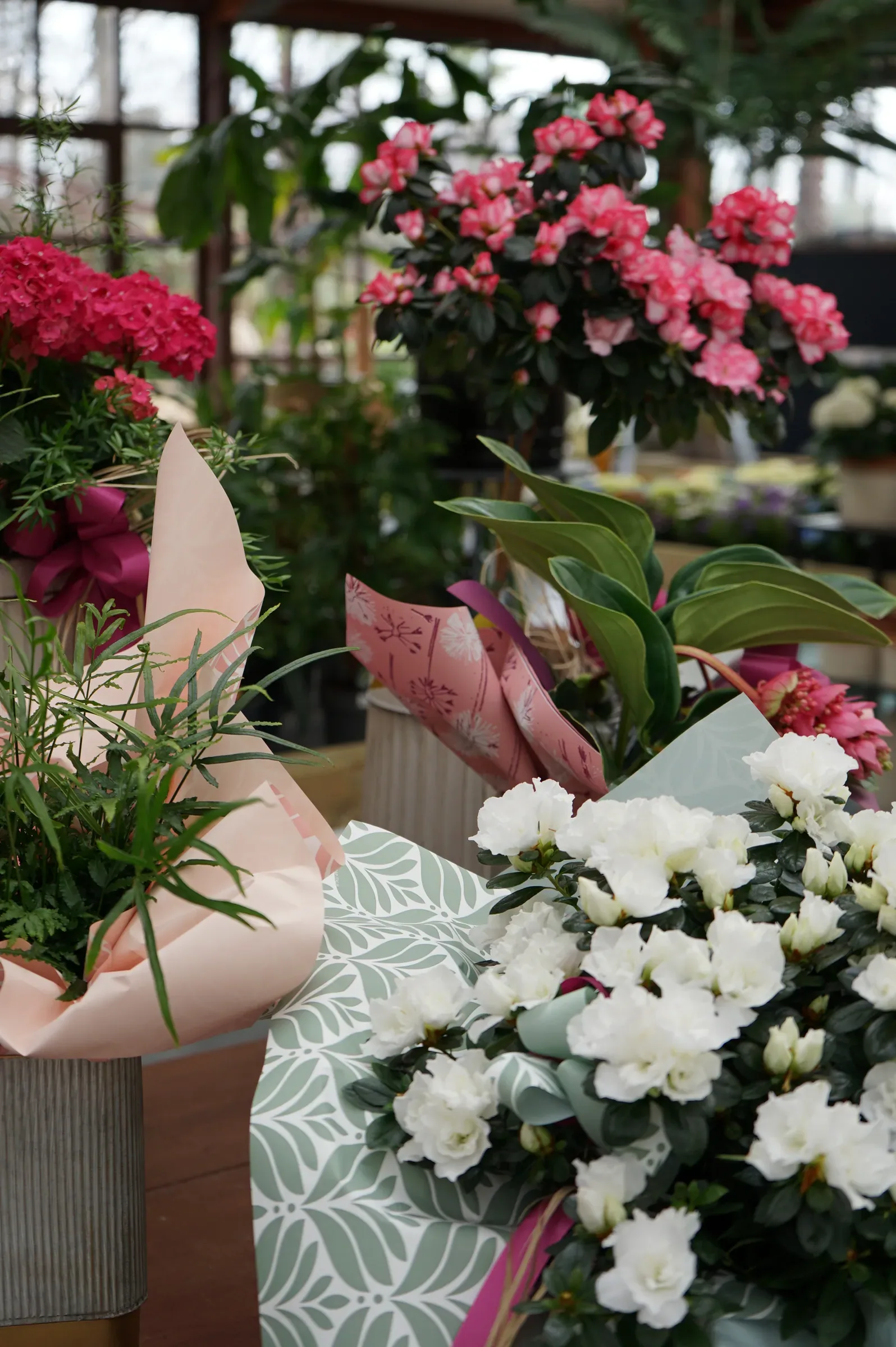 Azalee in vaso fiorite, rosa, rosse e bianche, incartate e pronte sul banco del garden