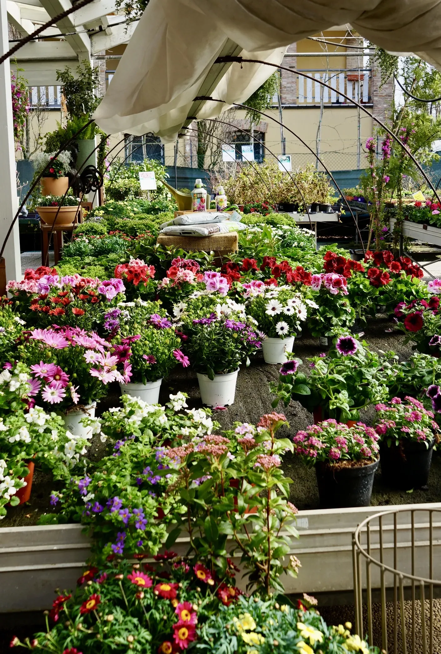 I banchi delle fioriture carichi di vasi fioriti rossi, rosa, bianchi e viola, sotto gli archi della tettoia