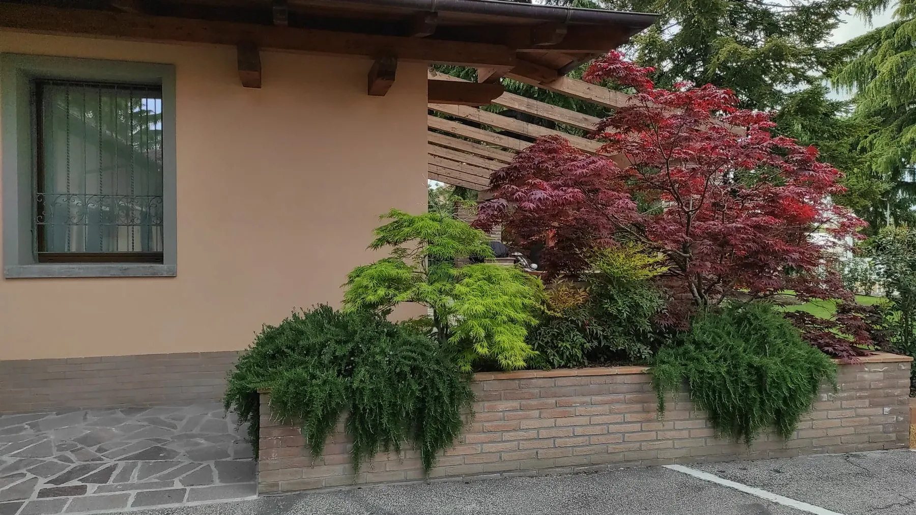 Acero giapponese rosso e arbusti ricadenti in una fioriera in mattoni accanto a una casa, davanti a un pergolato in legno