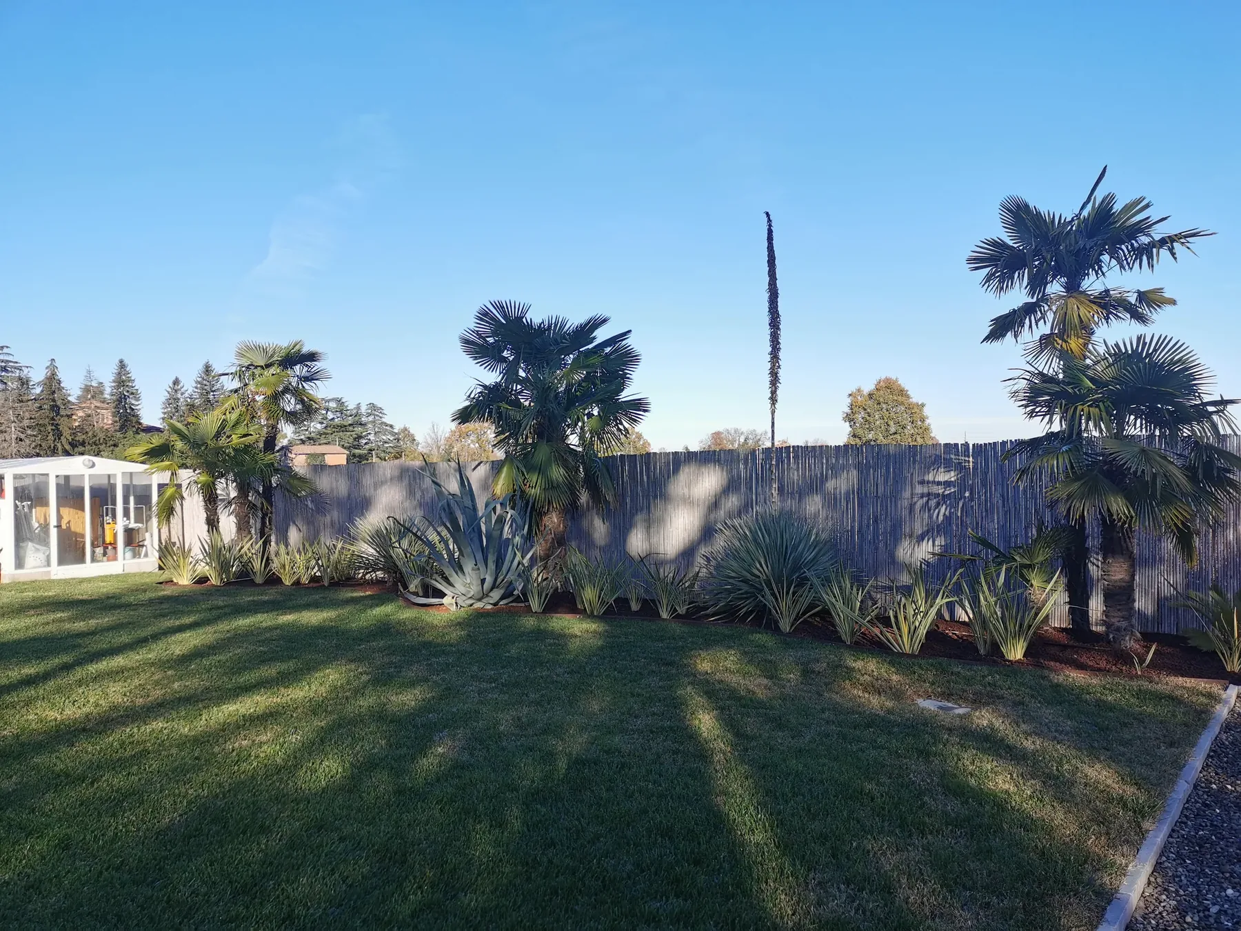 Palme lungo una recinzione di canne, con agavi e piante dalle foglie a nastro variegate alla base e il prato nella luce radente
